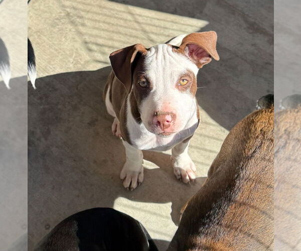 Medium Photo #1 Mutt Puppy For Sale in Claremore, OK, USA