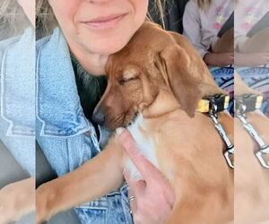 Mutt Dogs for adoption in New London, WI, USA