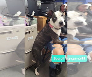 American Pit Bull Terrier-American Staffordshire Terrier Mix Dogs for adoption in Richmond, IN, USA