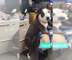 Small American Pit Bull Terrier-American Staffordshire Terrier Mix