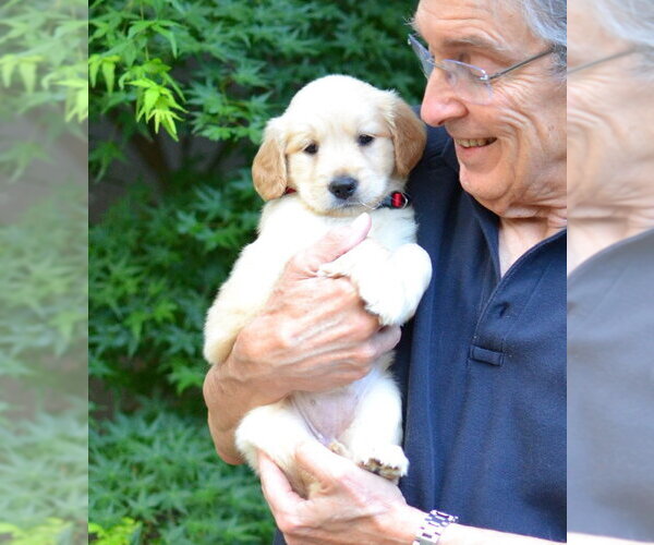 Medium Photo #4 Golden Retriever Puppy For Sale in Enfield, CT, USA