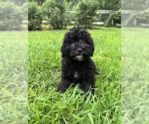 Poodle (Miniature) Puppy for sale in DURHAM, CT, USA