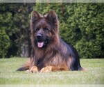 Small #1 German Shepherd Dog