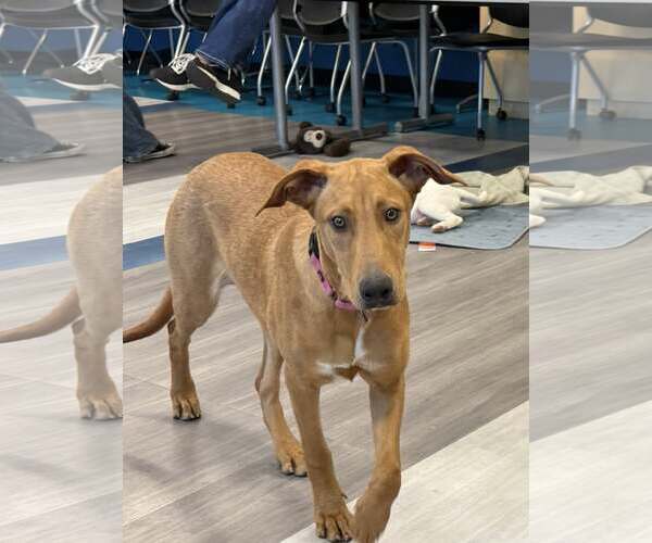 Medium Photo #12 Doberman Pinscher-Rhodesian Ridgeback Mix Puppy For Sale in Cave Creek, AZ, USA