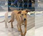 Small #11 Doberman Pinscher-Rhodesian Ridgeback Mix