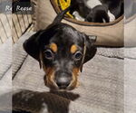 Small #2 Beagle-Spaniel Mix