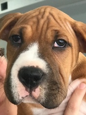 Boxer-English Bulldog Mix Puppy for sale in LEXINGTON, NC, USA