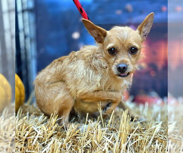 Medium Photo #2 Mutt Puppy For Sale in Long Beach, CA, USA