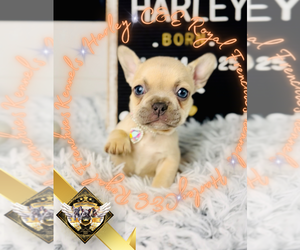 French Bulldog Puppy for sale in ATHENS, GA, USA