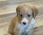 Puppy Simba Goldador Doodle