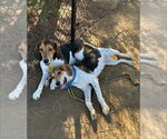 Small #1 Coonhound
