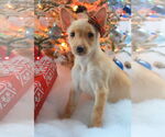 Small #5 Chihuahua Mix