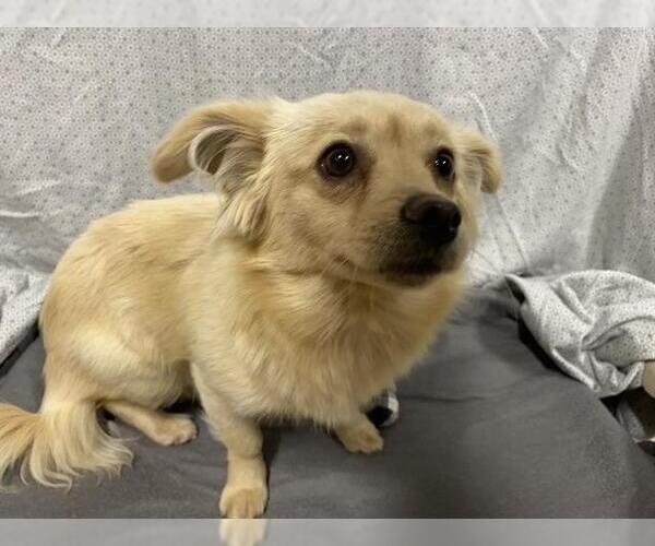 Medium Photo #1 Chihuahua-Unknown Mix Puppy For Sale in Modesto, CA, USA