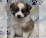 Small Shih Tzu Mix