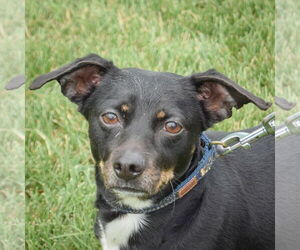Beagle-Chihuahua Mix Dogs for adoption in Huntley, IL, USA