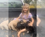 Small Photo #17 Aussiedoodle Puppy For Sale in WOODLEAF, NC, USA