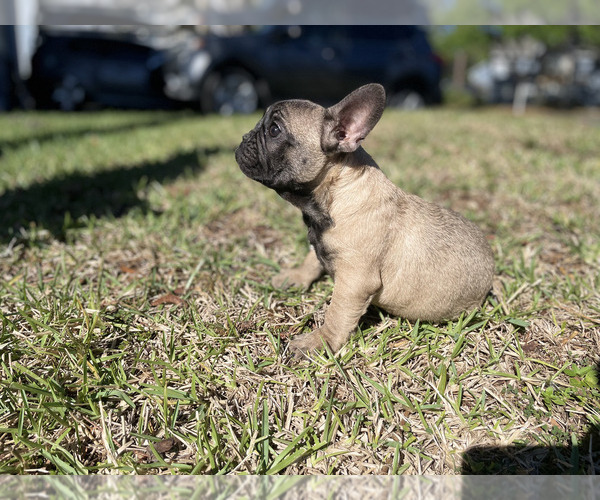 Medium Photo #3 French Bulldog Puppy For Sale in KISSIMMEE, FL, USA