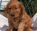 Small #7 Golden Retriever