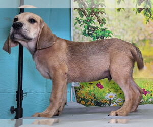 Labrador Retriever-Unknown Mix Dogs for adoption in Wetumpka, AL, USA