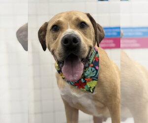 Labrador Retriever-Unknown Mix Dogs for adoption in Greensboro, NC, USA