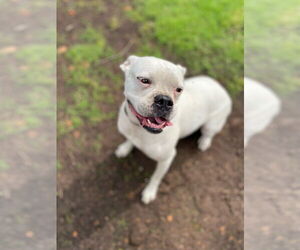 Boxer Dogs for adoption in Austin, TX, USA