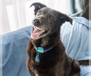 Cardi - Female Shepradors Dog for Adoption - Photo #3