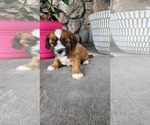 Small #2 Shih-Poo