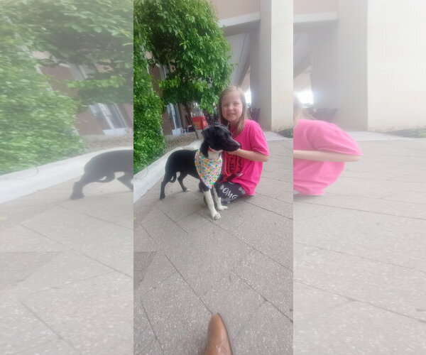 Medium Photo #2 Labrador Retriever-Unknown Mix Puppy For Sale in The Woodlands, TX, USA