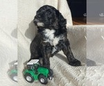 Small Photo #4 Old English Sheepdog-Sheepadoodle Mix Puppy For Sale in KENT CITY, MI, USA