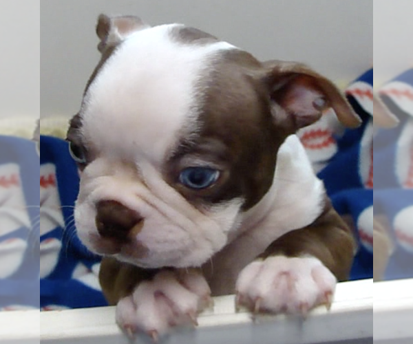 Medium Photo #2 Boston Terrier Puppy For Sale in BEND, OR, USA