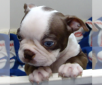 Small #1 Boston Terrier
