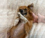 Small #2 Chihuahua Mix