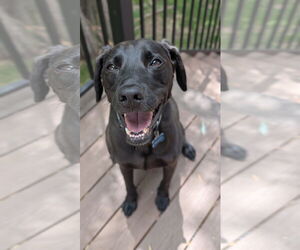 Labrador Retriever-Unknown Mix Dogs for adoption in Fort Collins, CO, USA