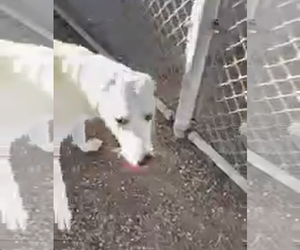 - Mix Dogs for adoption in Kankakee, IL, USA