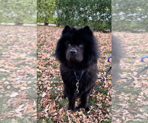 Chow Chow Dogs for adoption in Prescott, Ontario, Canada