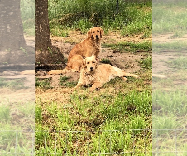 Medium Photo #3 Golden Retriever Puppy For Sale in CANBY, OR, USA