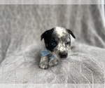 Small Photo #10 Australian Cattle Dog Puppy For Sale in LAKELAND, FL, USA