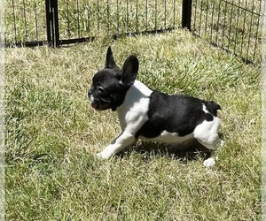 French Bulldog Puppy for sale in STARR, SC, USA