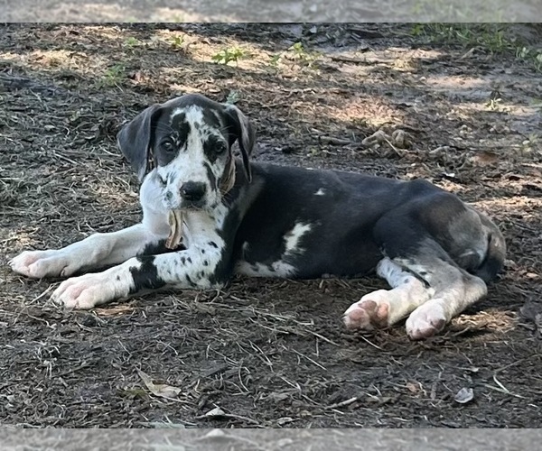 Medium Photo #1 Great Dane Puppy For Sale in CLANTON, AL, USA