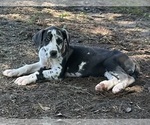 Small Great Dane