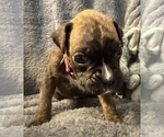Small #5 Boxer
