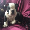 Puppy 4 Bulldog