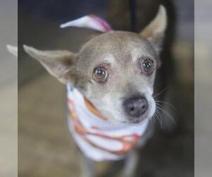 Mutt Dogs for adoption in San Antonio, TX, USA