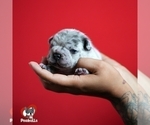 Small Photo #3 French Bulldog Puppy For Sale in DOUGLASVILLE, GA, USA