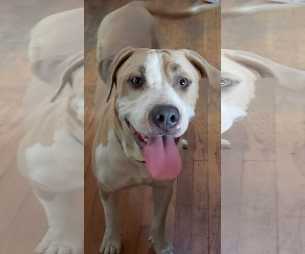 Medium Photo #4 American Bulldog-Labrador Retriever Mix Puppy For Sale in Chico, CA, USA