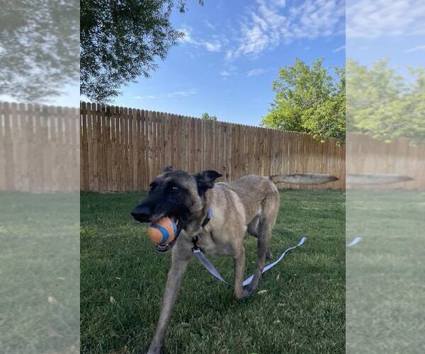 Medium Photo #4 Mutt Puppy For Sale in Imlay City, MI, USA