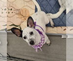 Small Rat Terrier Mix