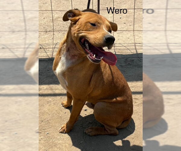 Medium Photo #3 American Pit Bull Terrier-Unknown Mix Puppy For Sale in Fallbrook, CA, USA