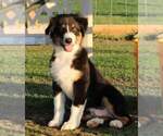 Small Photo #1 Australian Shepherd Puppy For Sale in DANVILLE, PA, USA