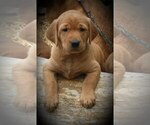 Small Photo #12 Labrador Retriever Puppy For Sale in MILLVILLE, MN, USA